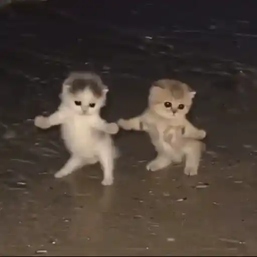 Figurinha: Gatinhos dançantes