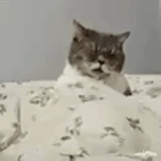 Figurinha: Gato com sono