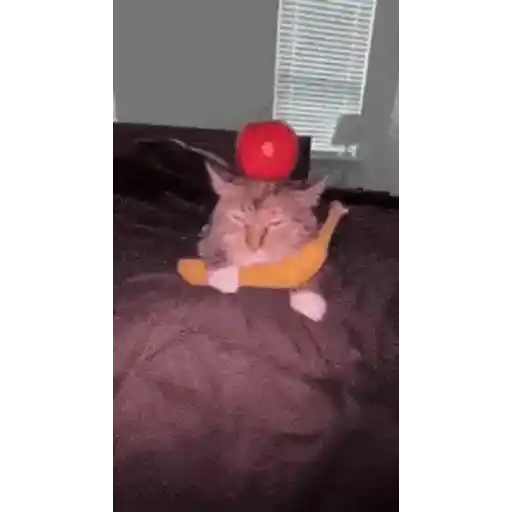 Figurinha: Gato com Frutas