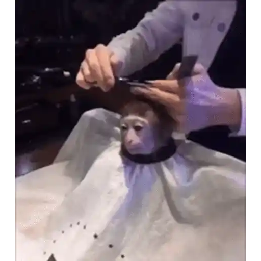 Figurinha: Macaco no barbeiro