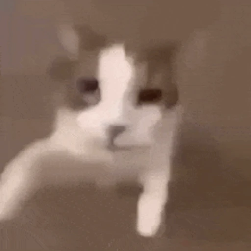 Figurinha: Gatinho fofo e engraçado