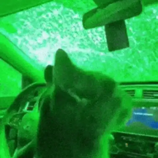 Figurinha: Gato dirigindo no verde