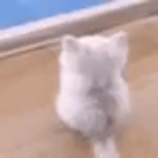 Figurinha: Gatinho fofo balançando o rabo