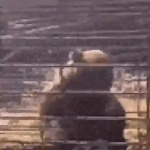 Figurinha: Urso abraçando