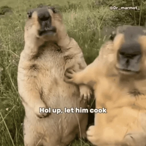 Figurinha: Hol up, let him cook