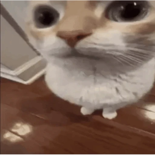 Figurinha: Gatinho Olhos Grandes