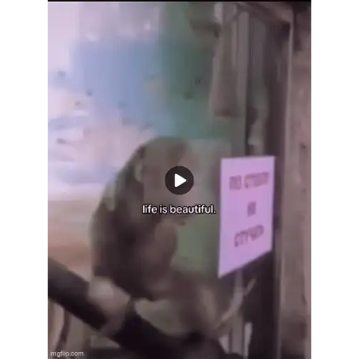Figurinha: Macaco pensativo