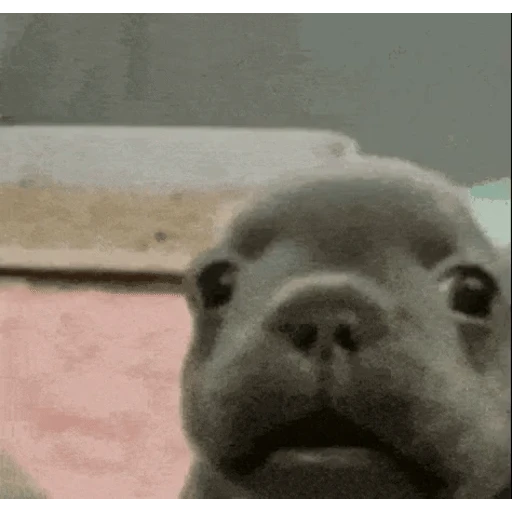 Figurinha: Cachorrinho confuso