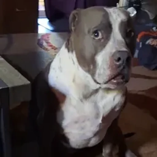 Figurinha: Cachorro Assustado