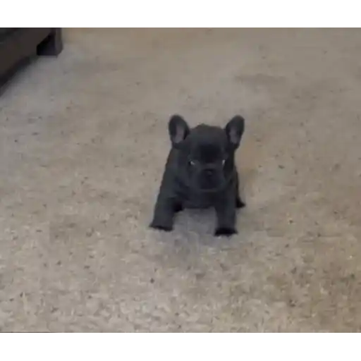 Figurinha: Filhote de Bulldog Francês