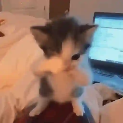 Figurinha: Gatinho fofo fazendo carinho