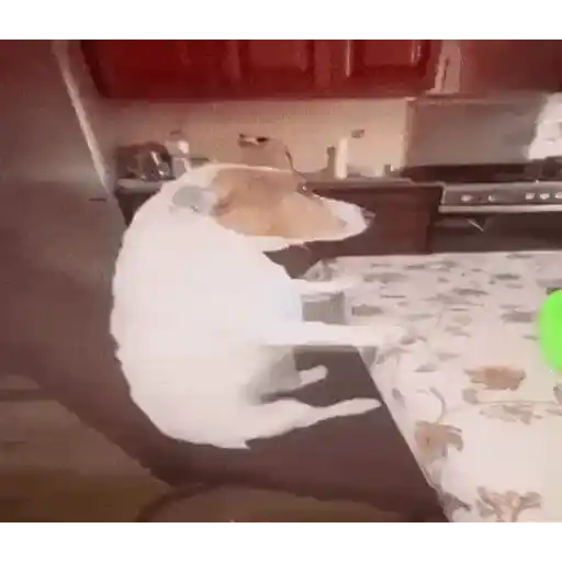 Figurinha: Cachorrinho curioso
