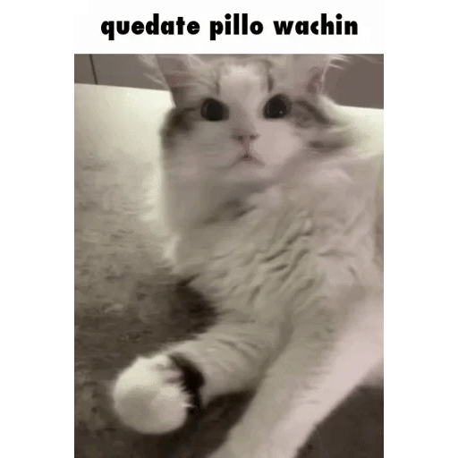 Figurinha: Quedate pillo wachin
