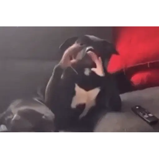 Figurinha: Cachorro Engraçado