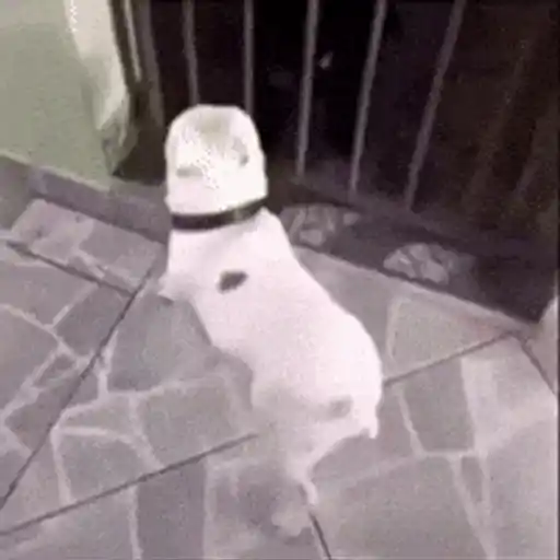 Figurinha: Cachorro Dançando