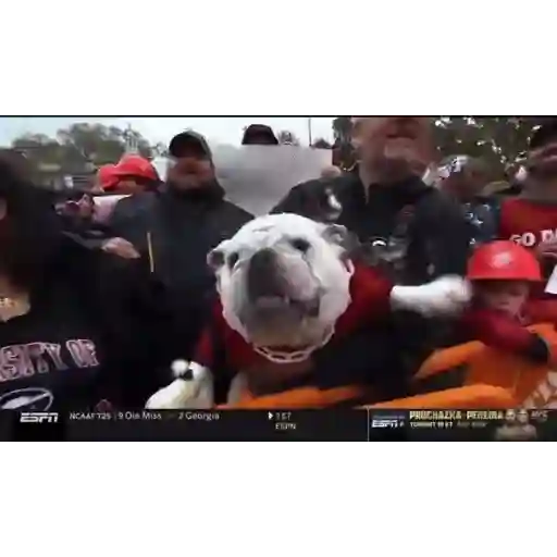 Figurinha: Bulldog da Georgia