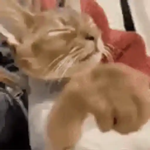 Figurinha: Gato mexendo na câmera
