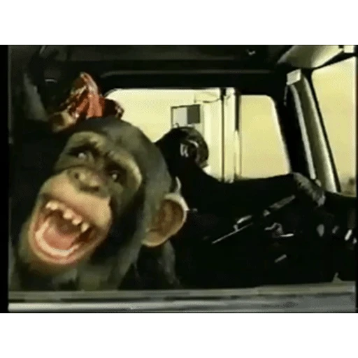 Figurinha: Chimpanzés no volante