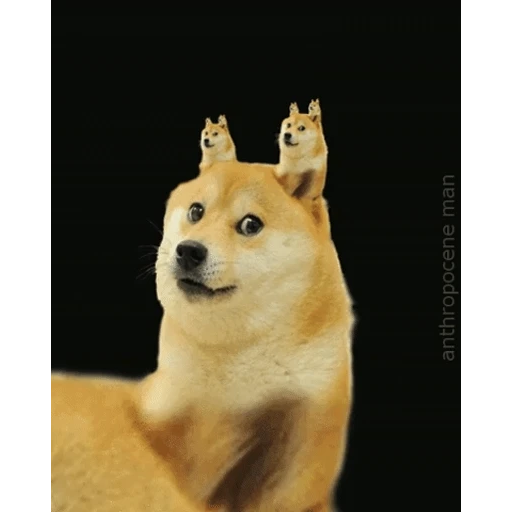 Figurinha: Doge Infinito
