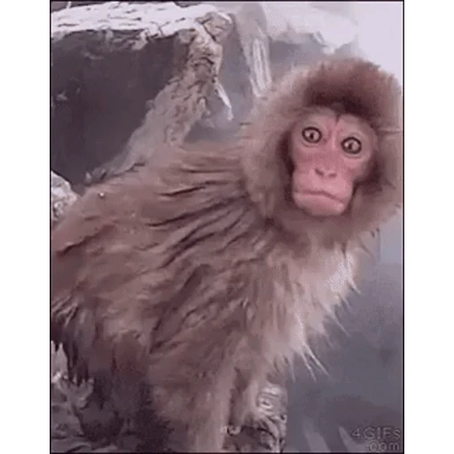 Figurinha: Macaco Surpreso