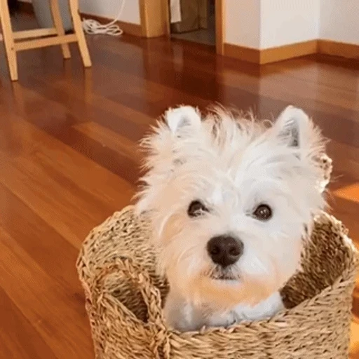Figurinha: Cachorrinho no Cesto