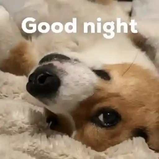 Figurinha: Cachorrinho Good night