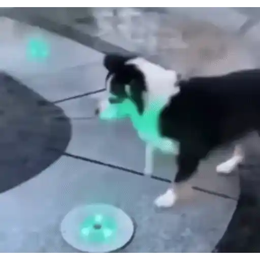 Figurinha: Cachorro Brincando com Luz