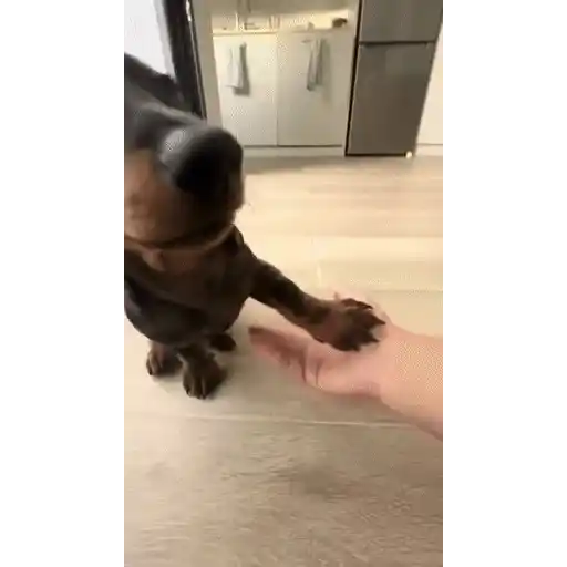 Figurinha: Cachorrinho dando a pata