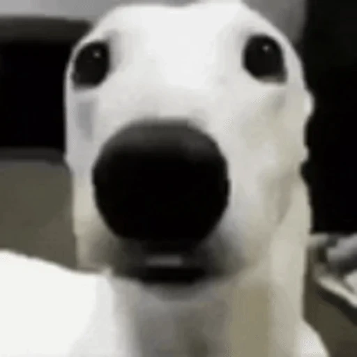Figurinha: Cachorro Engraçado