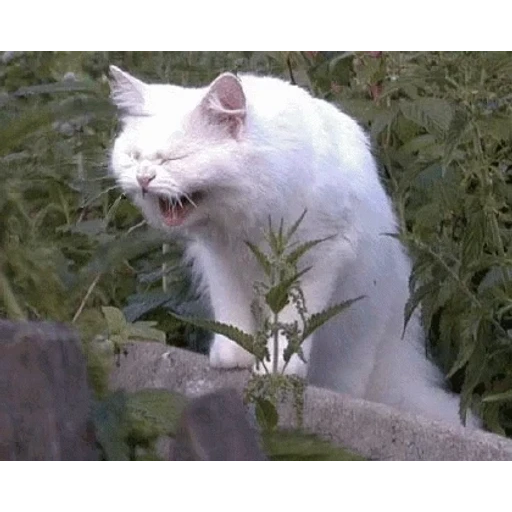 Figurinha: Gato espirrando