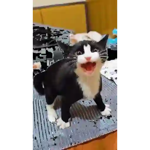 Figurinha: Gato Tuxedo Loco