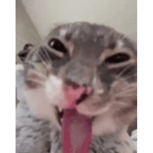 Figurinha: Gato engraçado