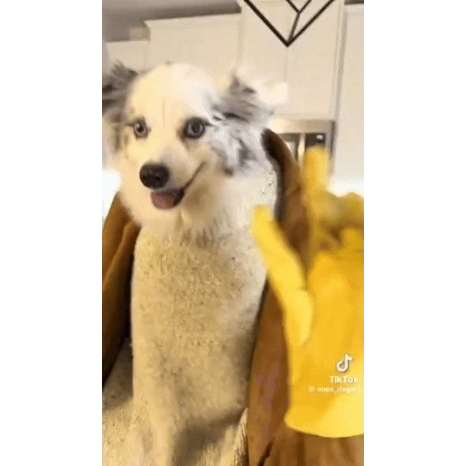 Figurinha: Cachorrinho Carinhoso