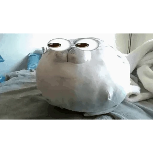 Figurinha: Foca de Pelúcia Engraçada