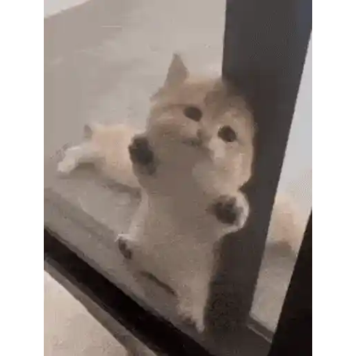 Figurinha: Gatinho Fofo Pede Atenção