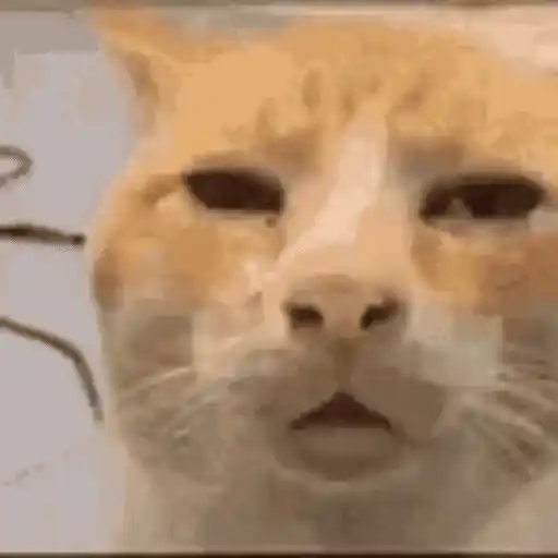 Figurinha: Gato confuso com glitch