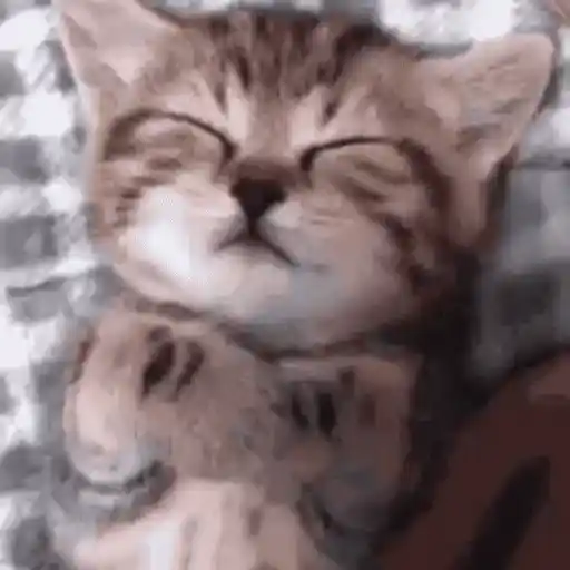 Figurinha: Gatinho dormindo fofinho