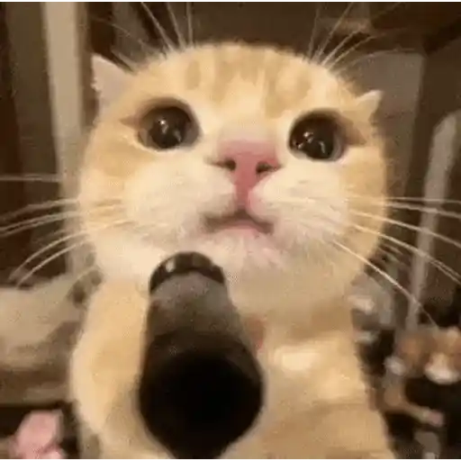 Figurinha: Gato fofo com azeitona
