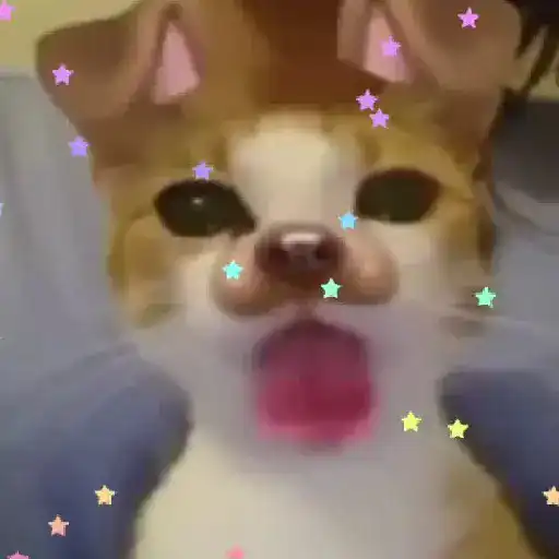 Figurinha: Gatinho com filtro de cachorro