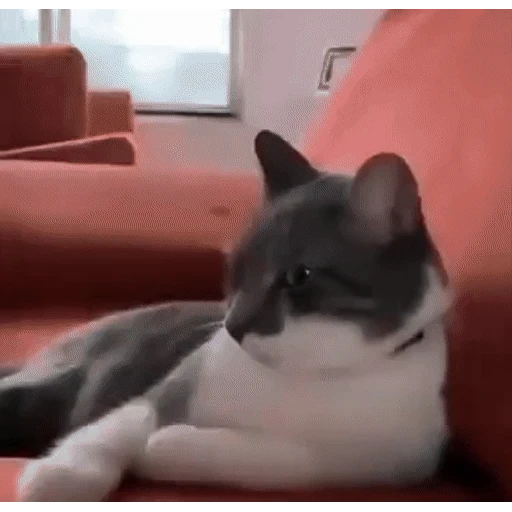 Figurinha: Gato com olhar desconfiado