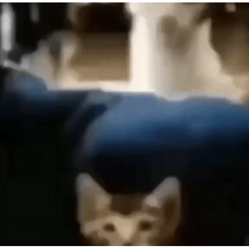 Figurinha: Gato assustado