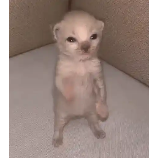 Figurinha: Gatinho Lutador