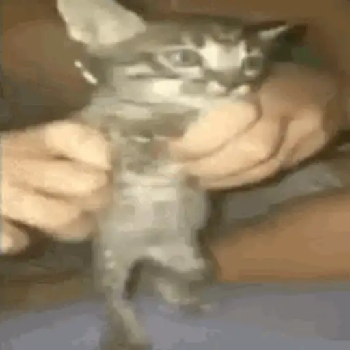 Figurinha: Gatinho Sendo Segurado