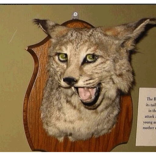 Figurinha: Lince empalhado engraçado