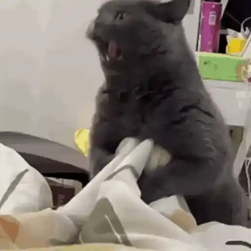 Figurinha: Gato Berrando e Mordendo Pote