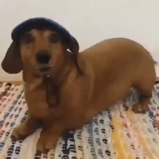 Figurinha: Cachorrinho de boné