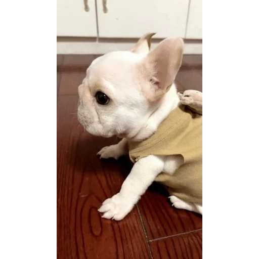 Figurinha: Buldogue Francês Curioso
