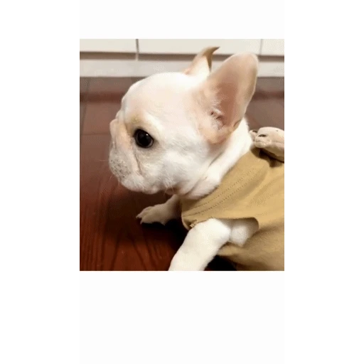 Figurinha: Bulldog Francês fofinho