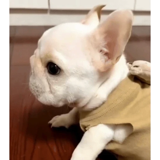 Figurinha: Bulldog Francês Sonolento