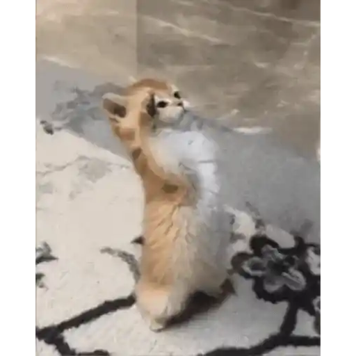 Figurinha: Gatinho fofo de pé